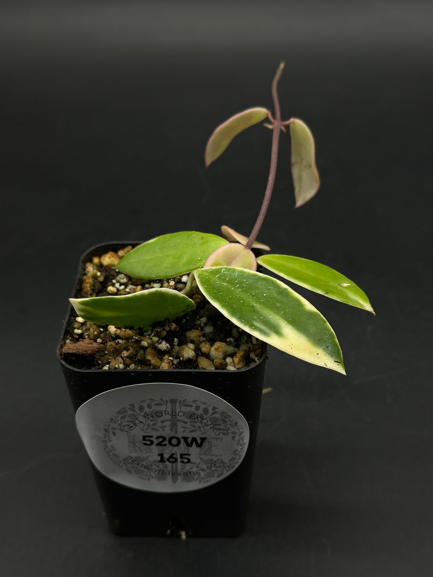 Hoya halophila (520W165)