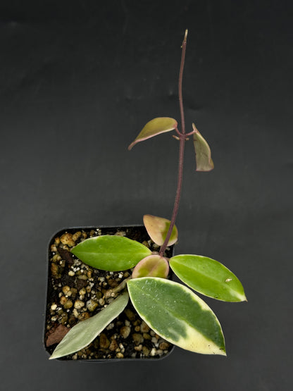 Hoya halophila (520W165)