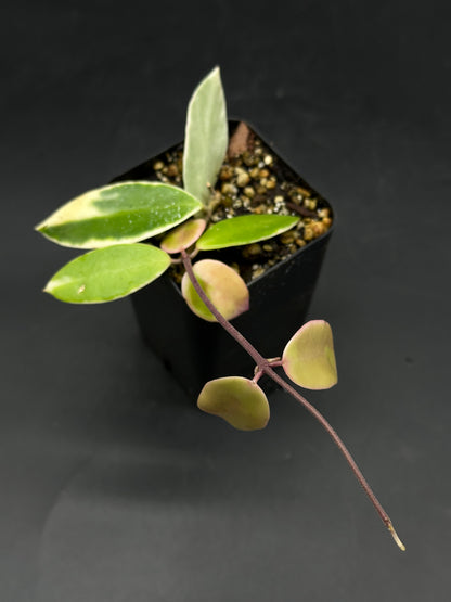 Hoya halophila (520W165)