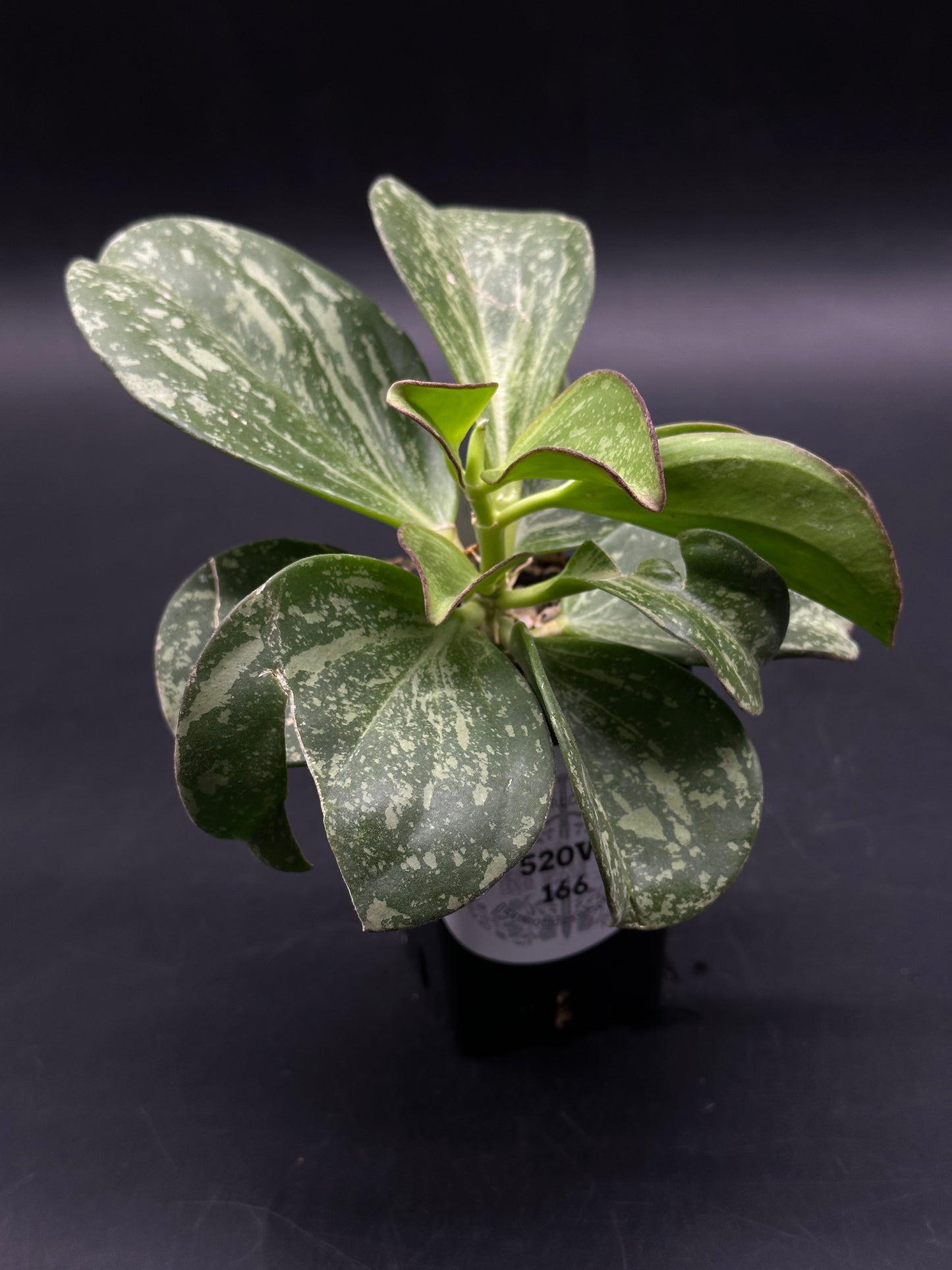 Hoya Subquintuplinervis (formerly Pachyclada) Splash (HSS1) 🌱 (520W166)