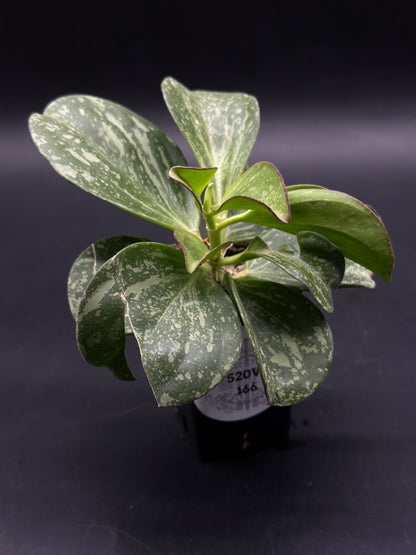 Hoya Subquintuplinervis (formerly Pachyclada) Splash (HSS1) 🌱 (520W166)