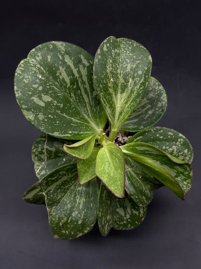 Hoya Subquintuplinervis (formerly Pachyclada) Splash (HSS1) 🌱 (520W166)