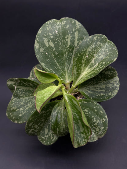 Hoya Subquintuplinervis (formerly Pachyclada) Splash (HSS1) 🌱 (520W166)