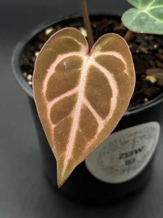 Scott Cohen Original OG Calra No. 4 x OG Carla No. 4 (213W53) close-up of unique Anthurium leaf in a 2.25-inch pot, showcasing its exotic variegation.