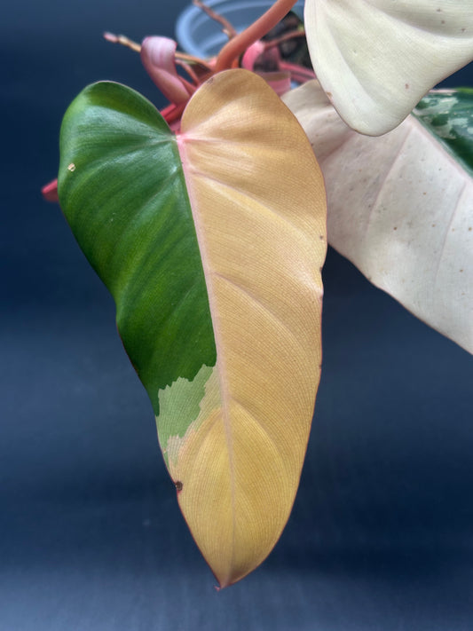 Philodendron 'Dark Lord' Variegated, showcasing close-up details of its unique leaf structure, ideal for exotic plant enthusiasts from Next World Exotics.