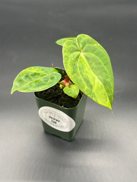 Anthurium Variegated Crystallinum 'X' x Papillilaminum 'Thai' in a 2.25-inch pot, showcasing lush green leaves, ideal for exotic houseplant enthusiasts.