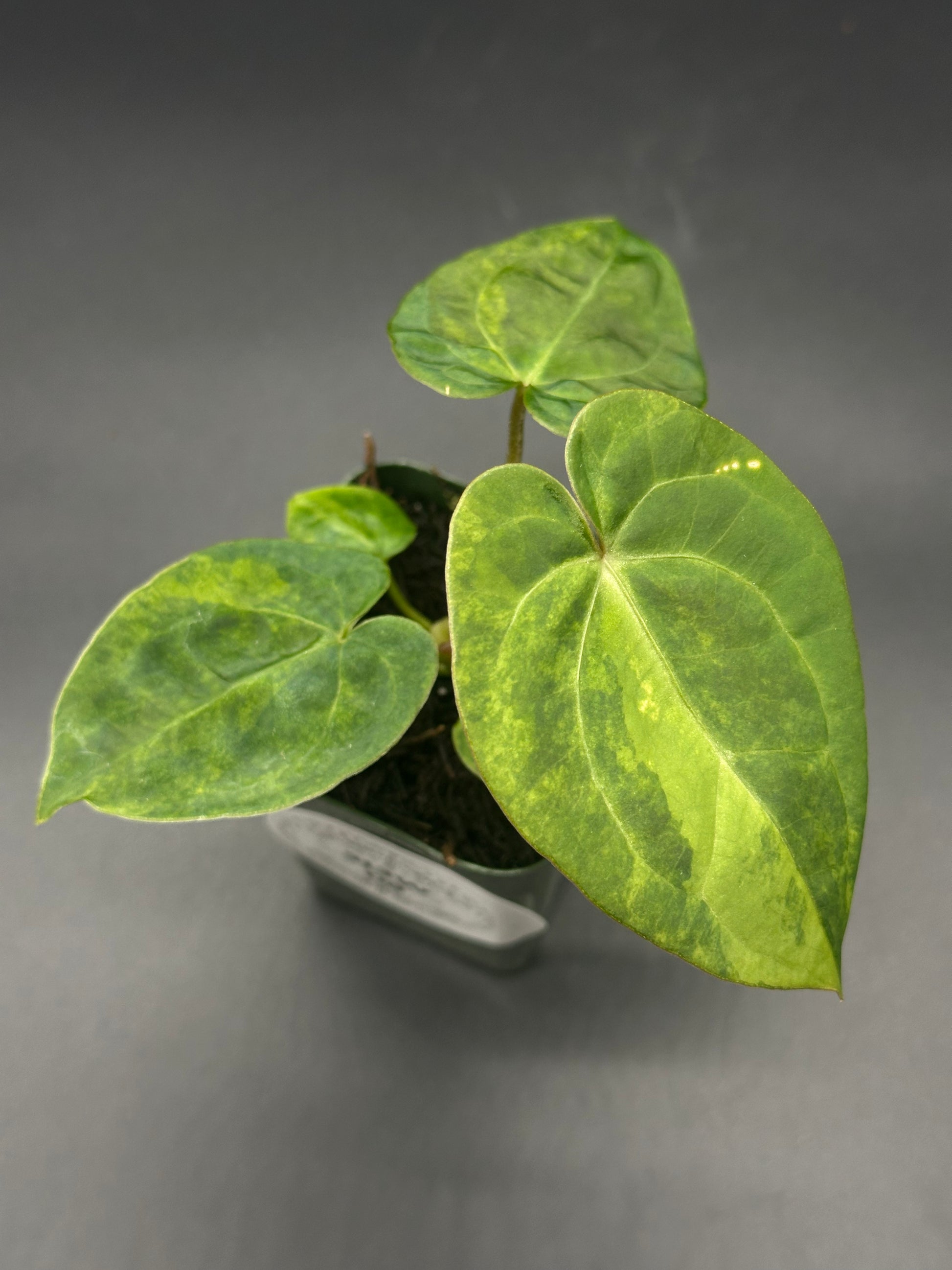 anthurium crystallinum rare Anthurium Variegated Crystallinum x Papillilaminum 'Thai' Variegated ( – Next World Exotics