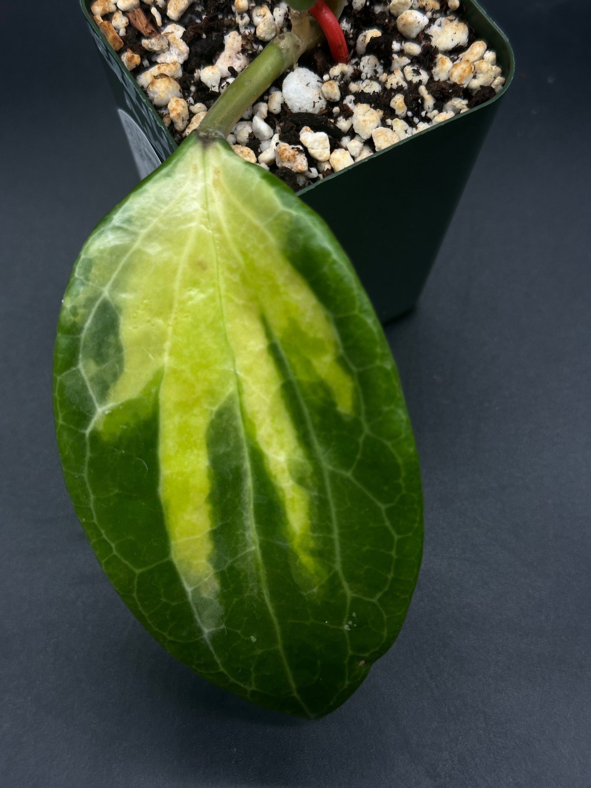 Hoya MerrIllii Variegated (313W19) – Next World Exotics Hoya MerrIllii Variegated (313W19) – Next World Exotics