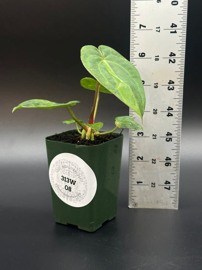 Anthurium Variegated Crystallinum x Papillilaminum 'Thai Anthurium Variegated Crystallinum x Papillilaminum 'Thai