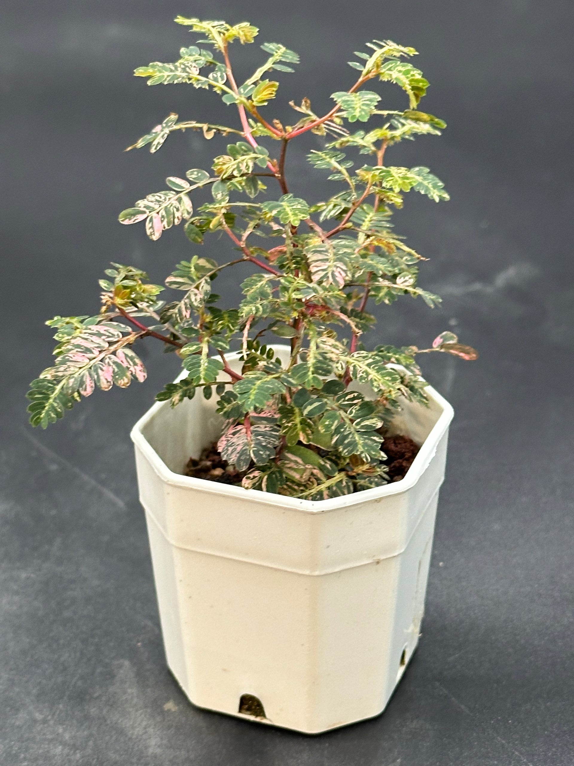 その他観葉植物 Phyllanthus urinaria 'Pink Variegated' ちょっとマニアックな斑入りちゃん🩷 Phyllanthus urinaria pink