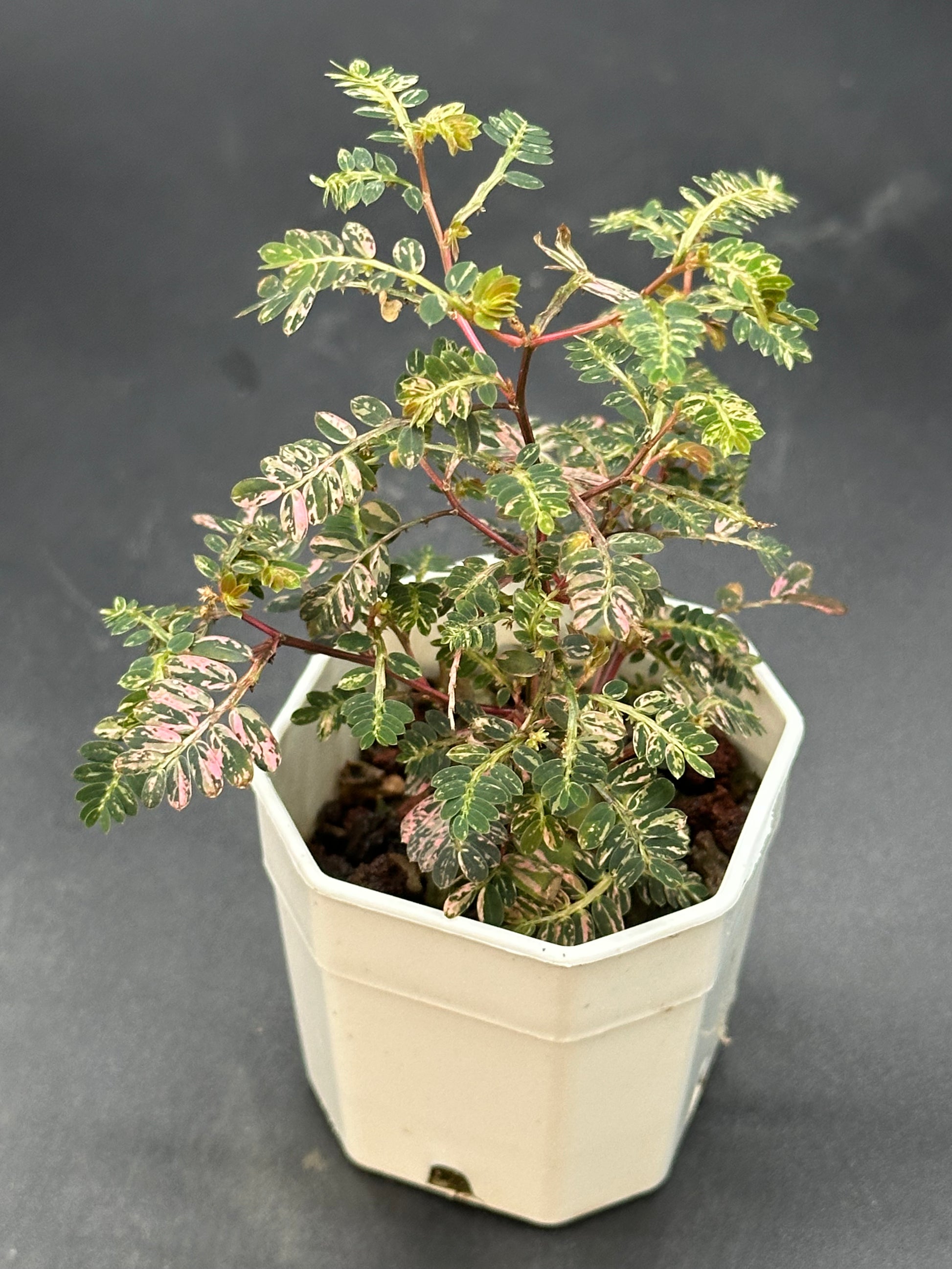 Phyllanthus Urinaria 'Pink Variegated' (320W04) – Next World Exotics Phyllanthus Urinaria 'Pink Variegated' (320W04) – Next World Exotics