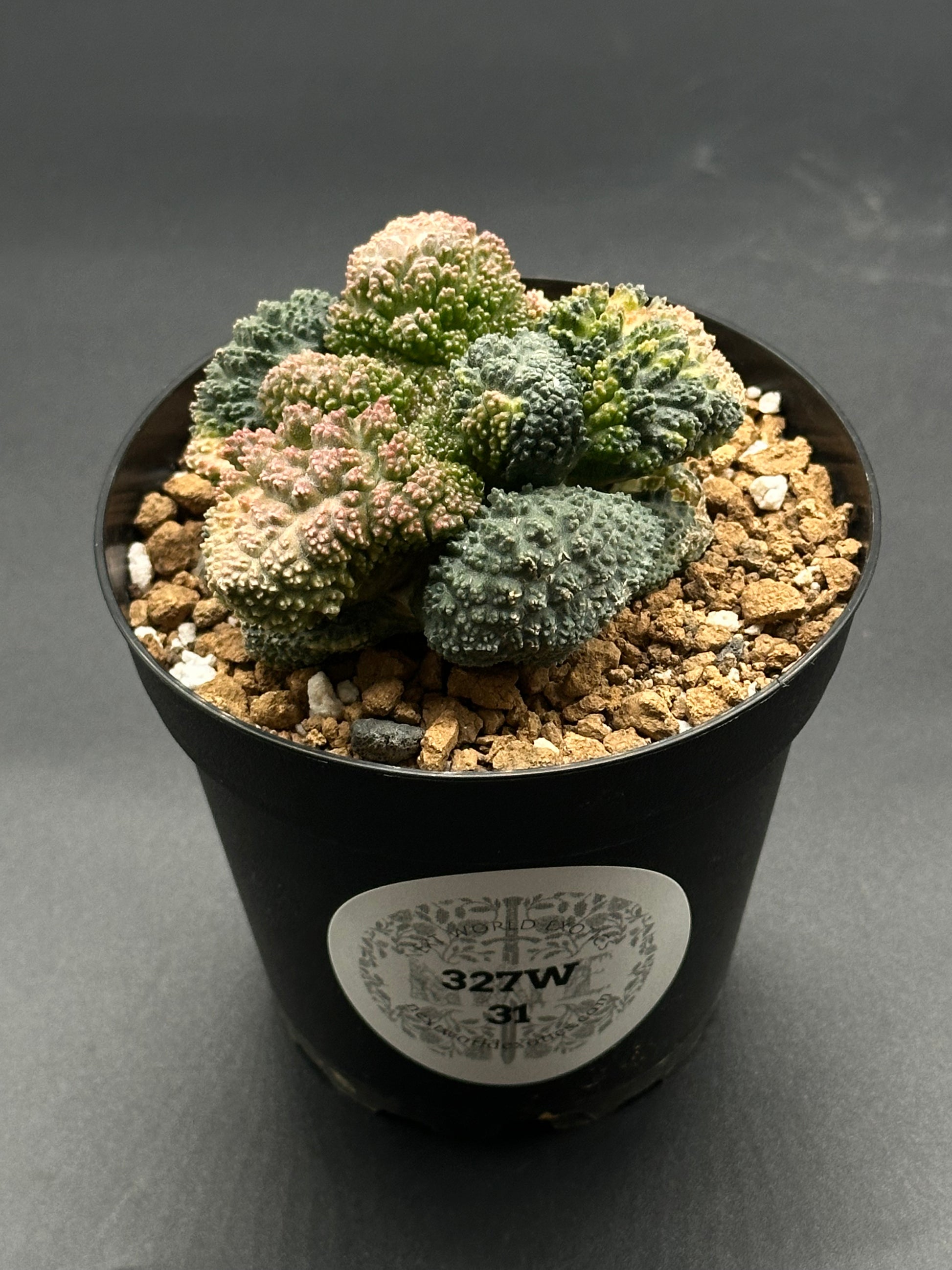 anthurium godzilla Ariocarpus Fissuratus cv. 'Godzilla' Hybrid Variegated GRAFT (327W31) – Next World Exotics