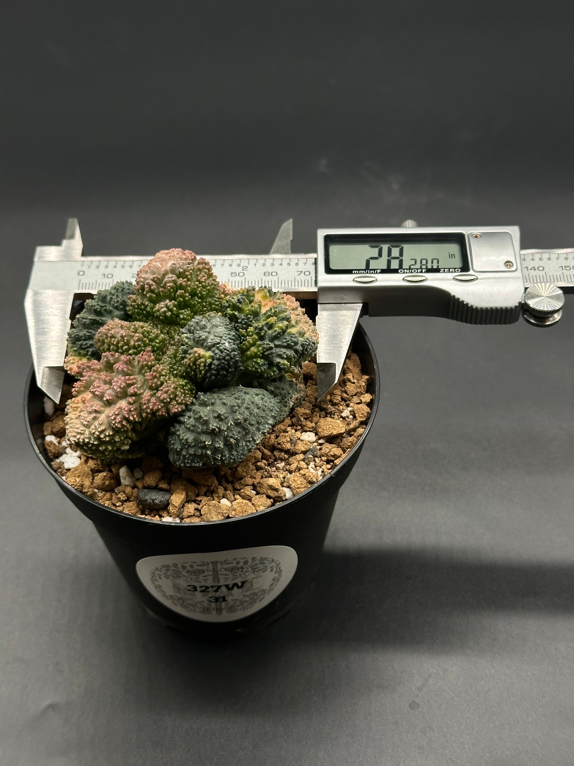 anthurium godzilla Ariocarpus Fissuratus cv. 'Godzilla' Hybrid Variegated GRAFT (327W31) – Next World Exotics