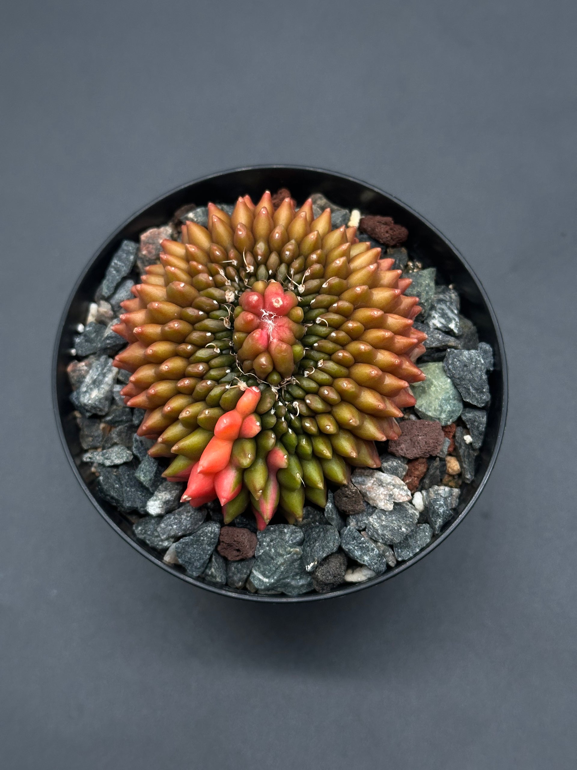Gymnocalycium Mihanovichii Inermis Cristata Variegated (327W32)  Next  World Exotics