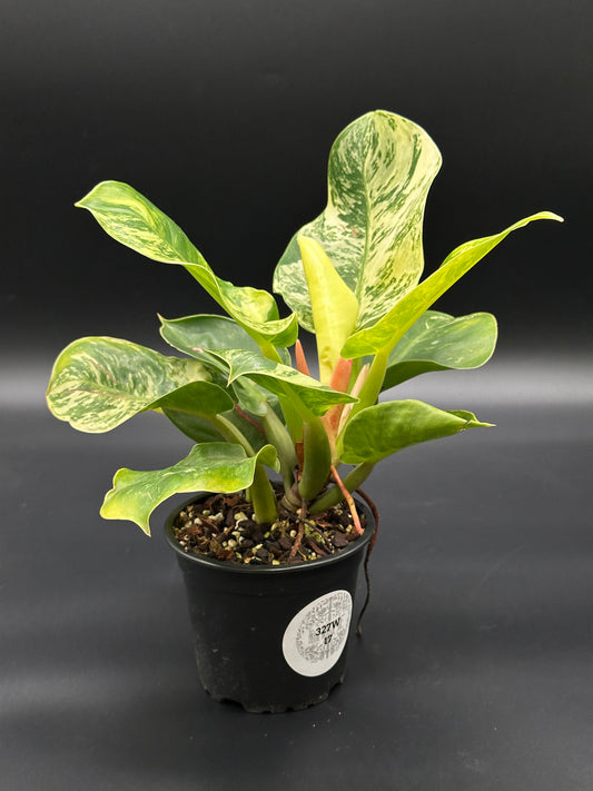 Philodendron 'Moonlight' in a 4-inch pot, showcasing bright variegated leaves. Ideal for plant enthusiasts seeking rare, exotic houseplants.