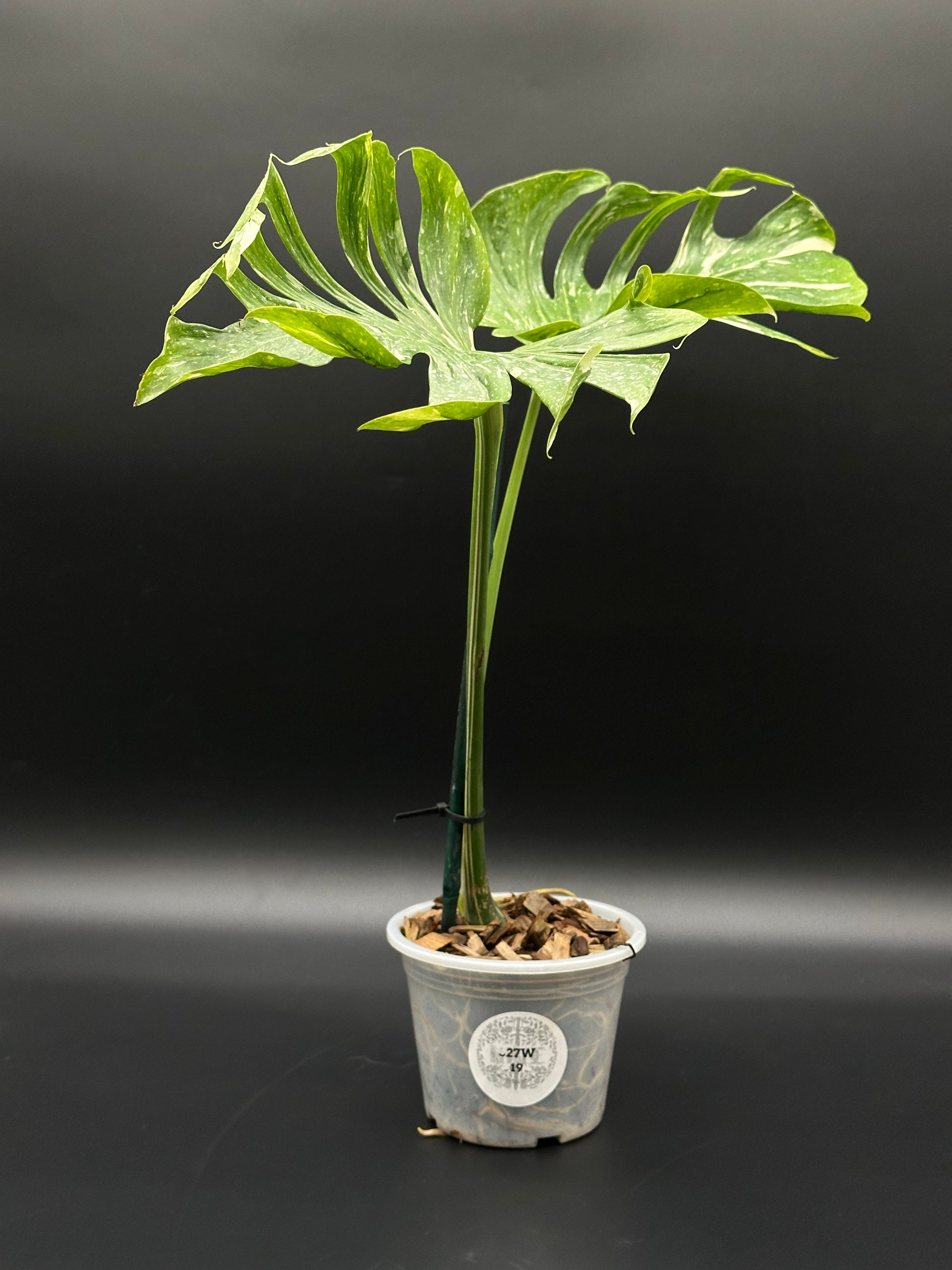 exotic monstera plant Monstera Deliciosa cv. 'Medusa' (327W19)