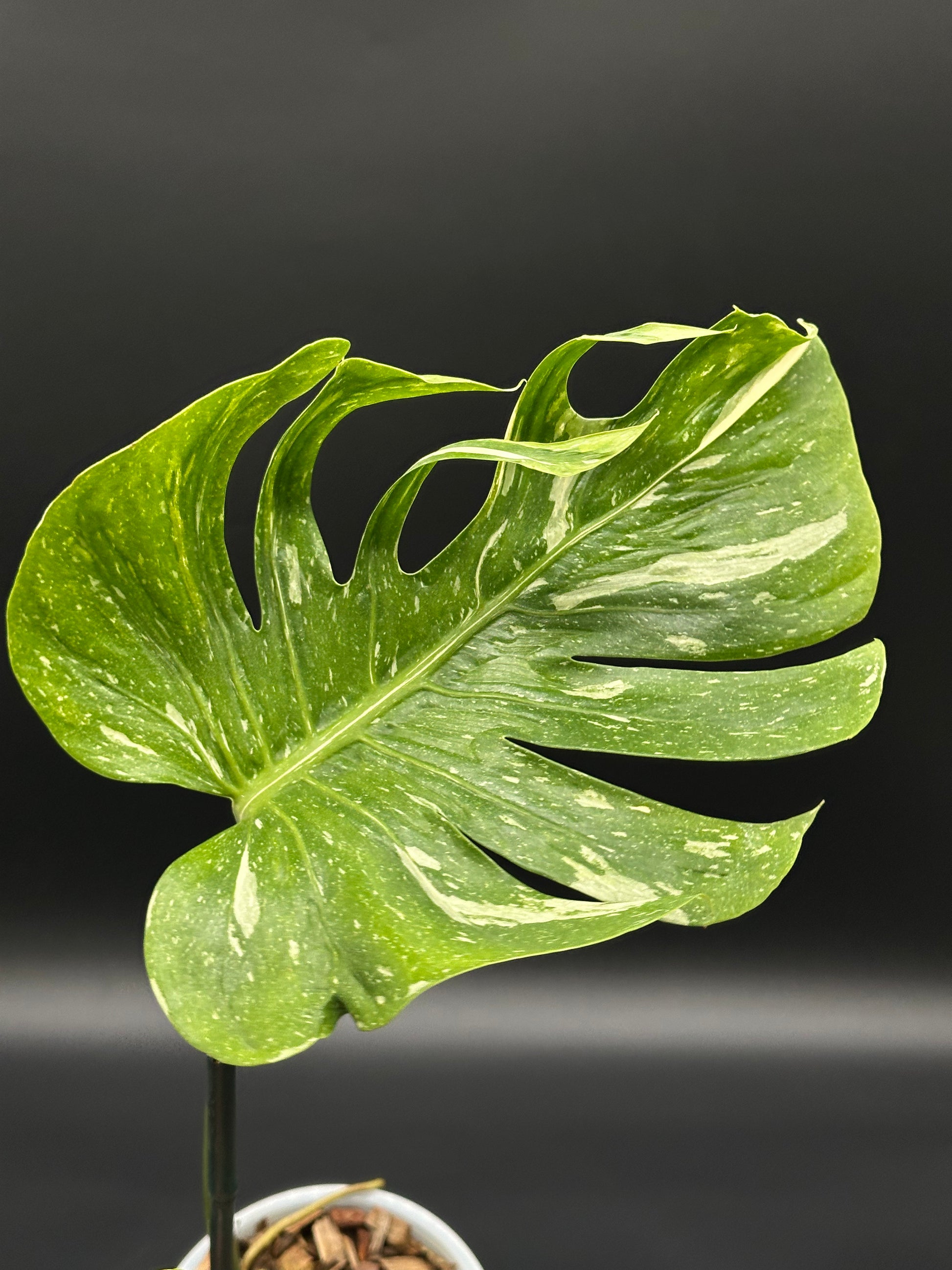 monstera medusa Monstera Deliciosa cv. 'Medusa' (327W19)