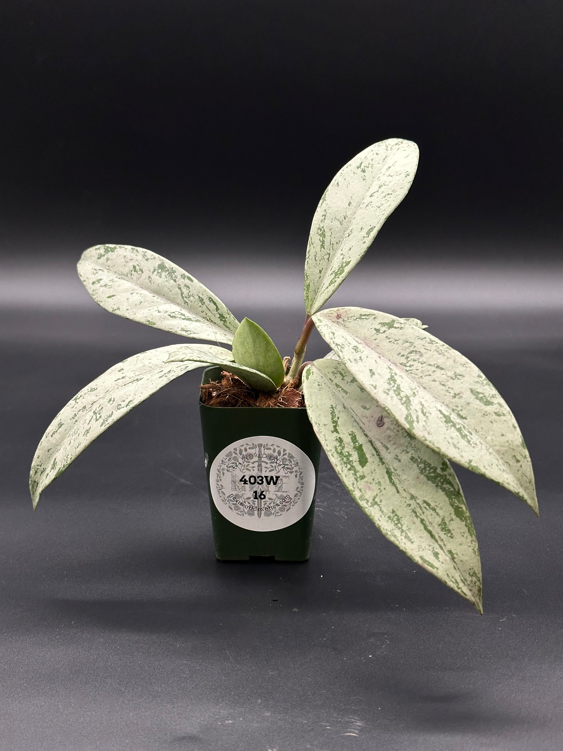 Hoya Pubicalyx 'Pink Ghost' (403W16) – Next World Exotics