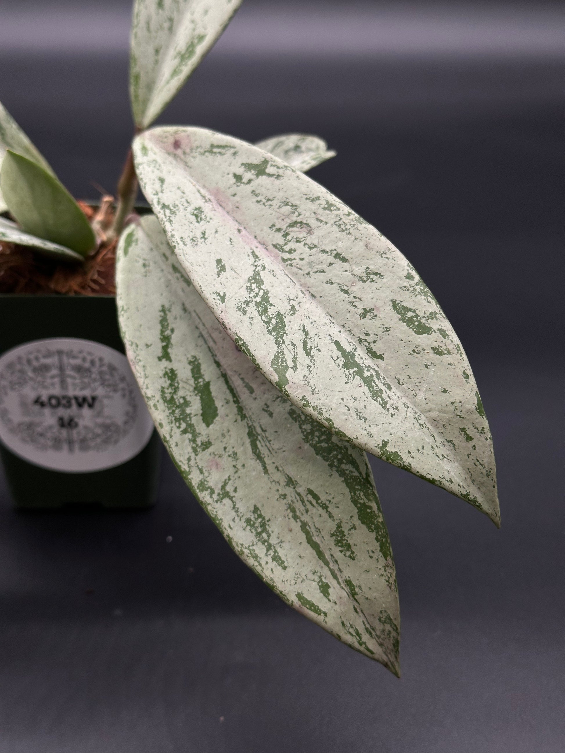 Hoya Pubicalyx 'Pink Ghost' (403W16) – Next World Exotics Hoya Pubicalyx 'Pink Ghost' (403W16) – Next World Exotics