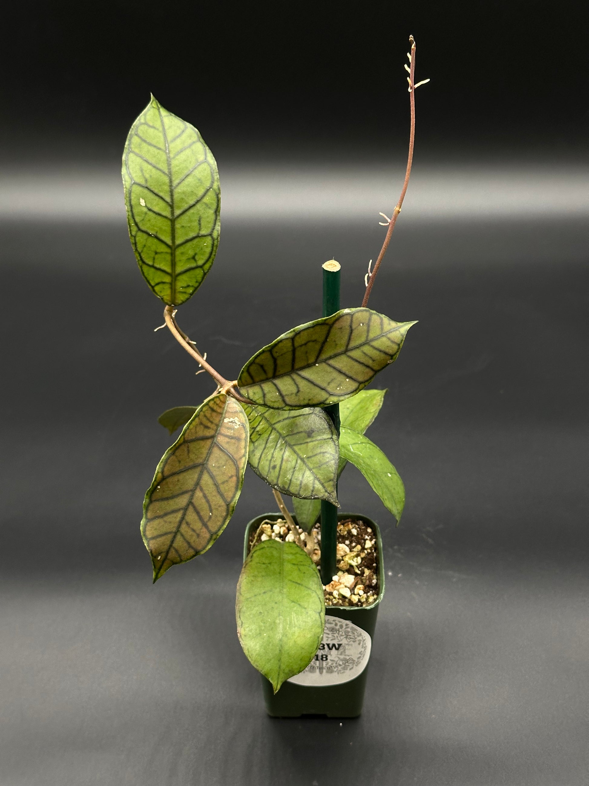 Hoya sp. Ganung Gading in a 4-inch pot, showcasing lush green leaves and a sturdy stem, ideal for exotic houseplant enthusiasts.
