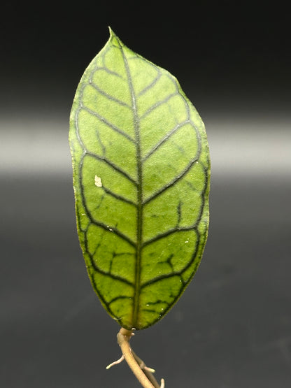 Close-up of Hoya sp. Gangung Gading leaf and stem in a 4-inch pot, highlighting the plant's unique structure for houseplant enthusiasts.