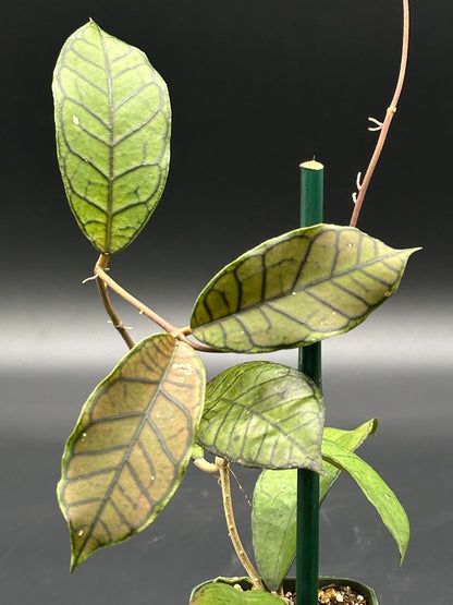 Close-up of Hoya sp. Gangung Gading in a 4-inch pot, showcasing its distinctive leaf pattern. From Next World Exotics' rare variegated tropical houseplant collection.