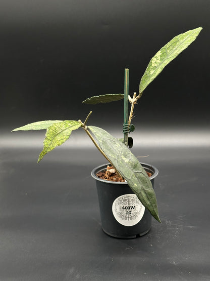 Hoya Clemensiorum 'Black Splash' in a pot, showcasing its intricate variegated leaves and sturdy stems, perfect for exotic plant enthusiasts from Next World Exotics.