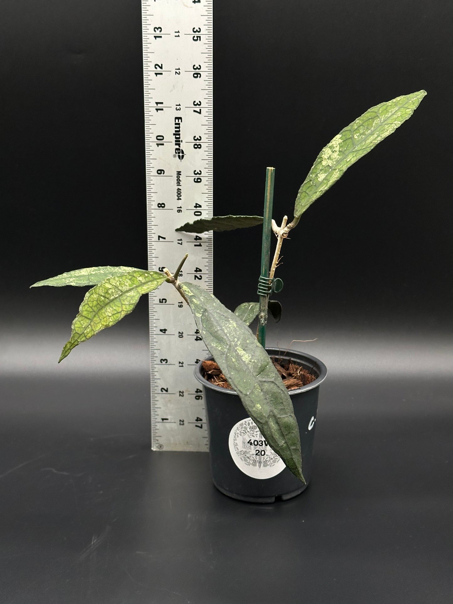 Hoya Clemensiorum 'Black Splash' in a pot next to a ruler, showcasing its variegated leaves. Part of Next World Exotics' rare plant collection.