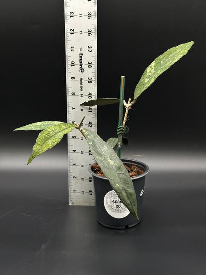 Hoya Clemensiorum 'Black Splash' in a pot next to a ruler, showcasing its variegated leaves. Part of Next World Exotics' rare plant collection.