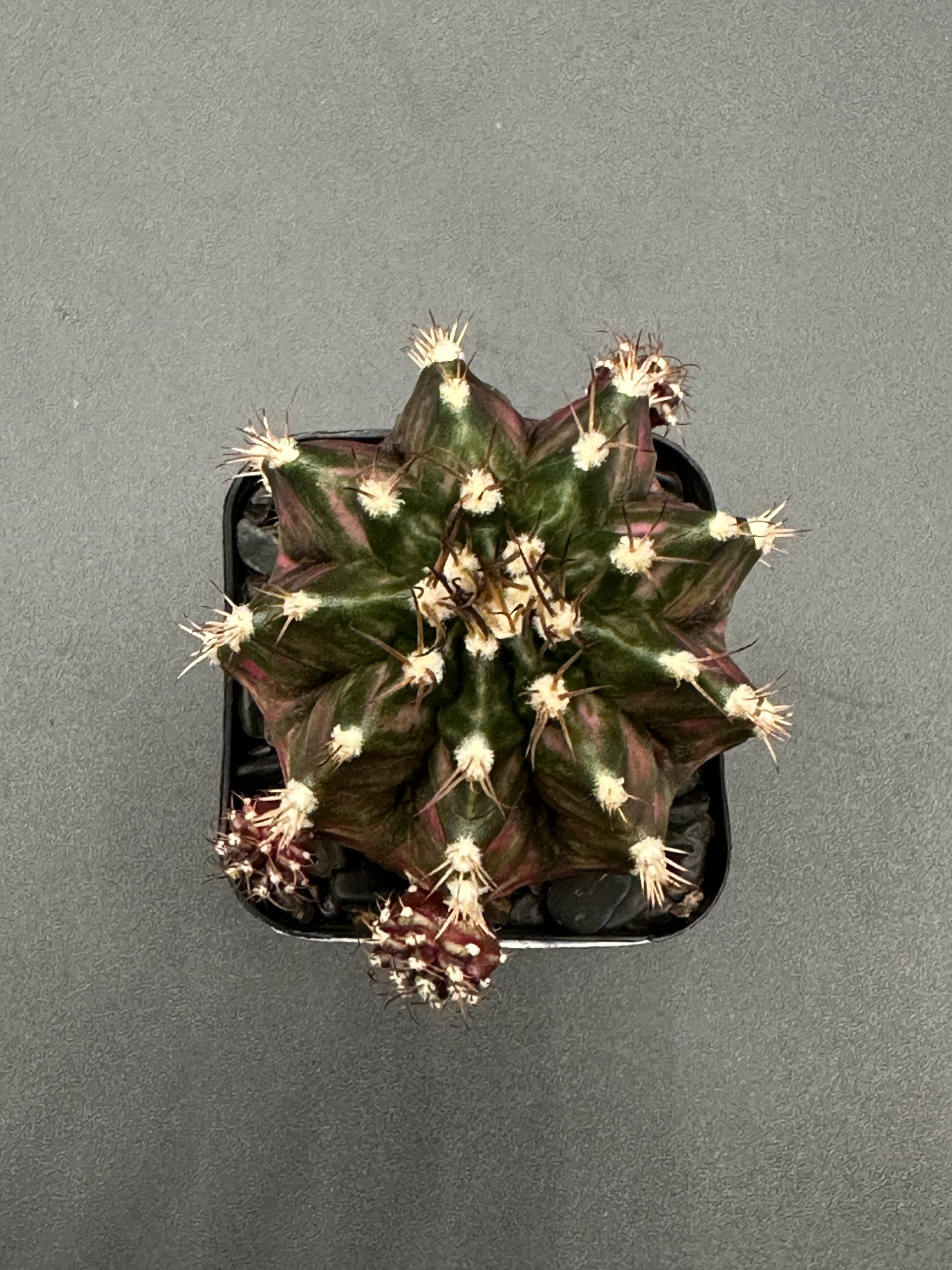 gymnocalycium mihanovichii daydream Gymnocalycium Mihanovichii 'T-Rex x T-Lux' (403W24) – Next World Exotics