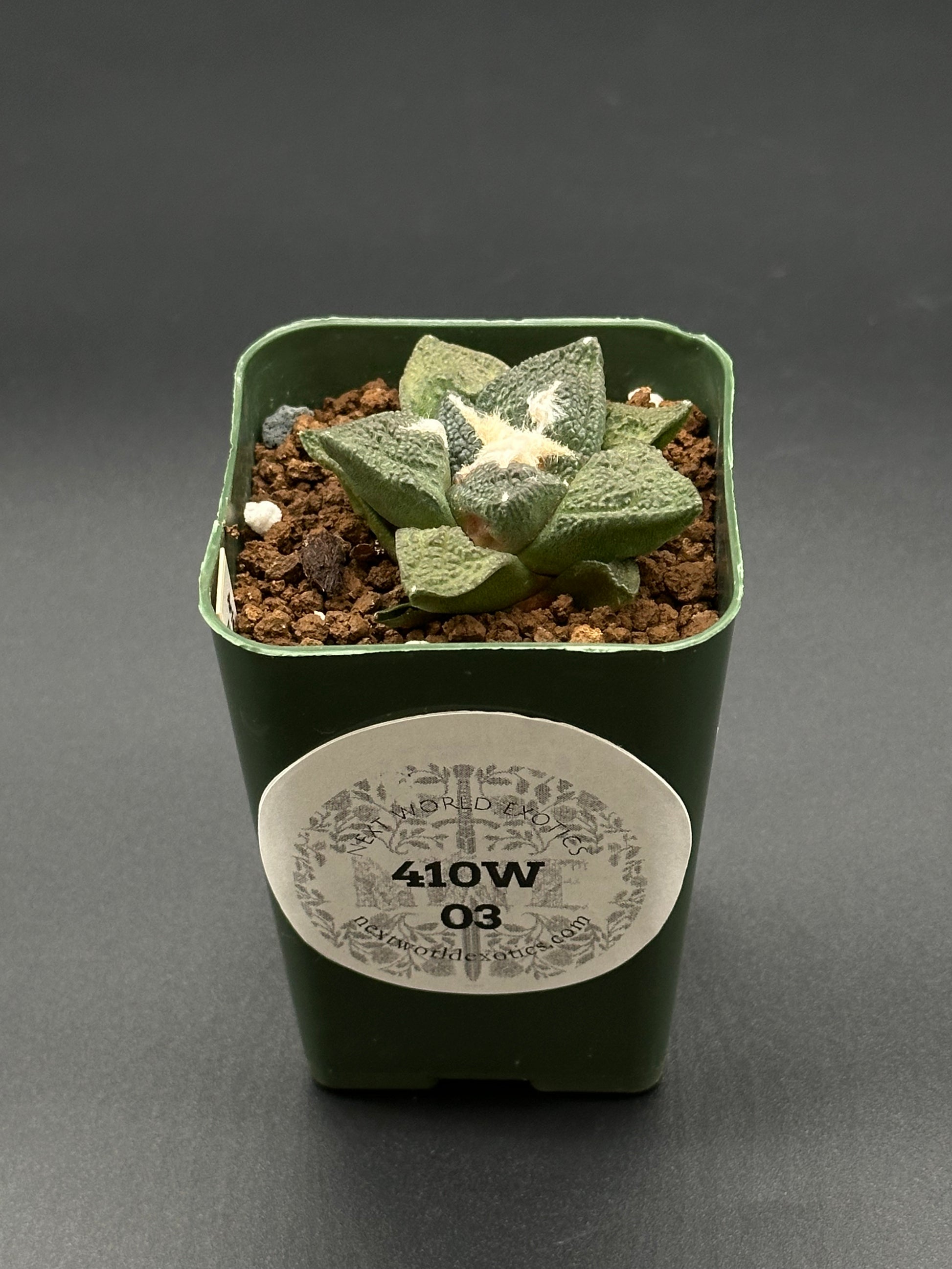 Ariocarpus Lloydii x Fissuratus cv. 'Godzilla' in a pot, featuring a heavily-textured surface and intricate tuberculate pattern, with a visible white label.