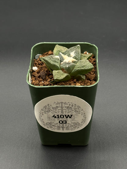 Ariocarpus Lloydii x Fissuratus cv. 'Godzilla' in a pot, featuring a heavily-textured surface and intricate tuberculate pattern, with a visible white label.