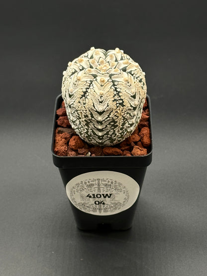 Astrophytum Asterias cv. 'Super Kabuto V-Type' in a 2-inch pot, showcasing unique cactus patterns, offered by Next World Exotics for rare plant enthusiasts.