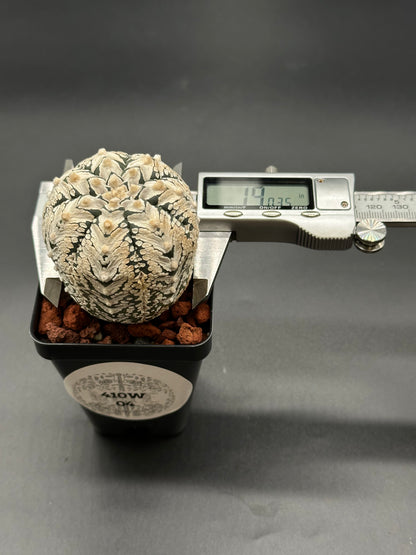 Astrophytum Asterias cv. 'Super Kabuto V-Type' cactus in a 2-inch pot with a measuring device visible, highlighting its unique shape.