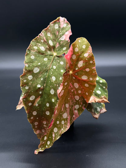 Close-up of Begonia Maculata Pink Variegated (417W07) with distinctive white spots on green and pink leaves, highlighting its unique variegation.