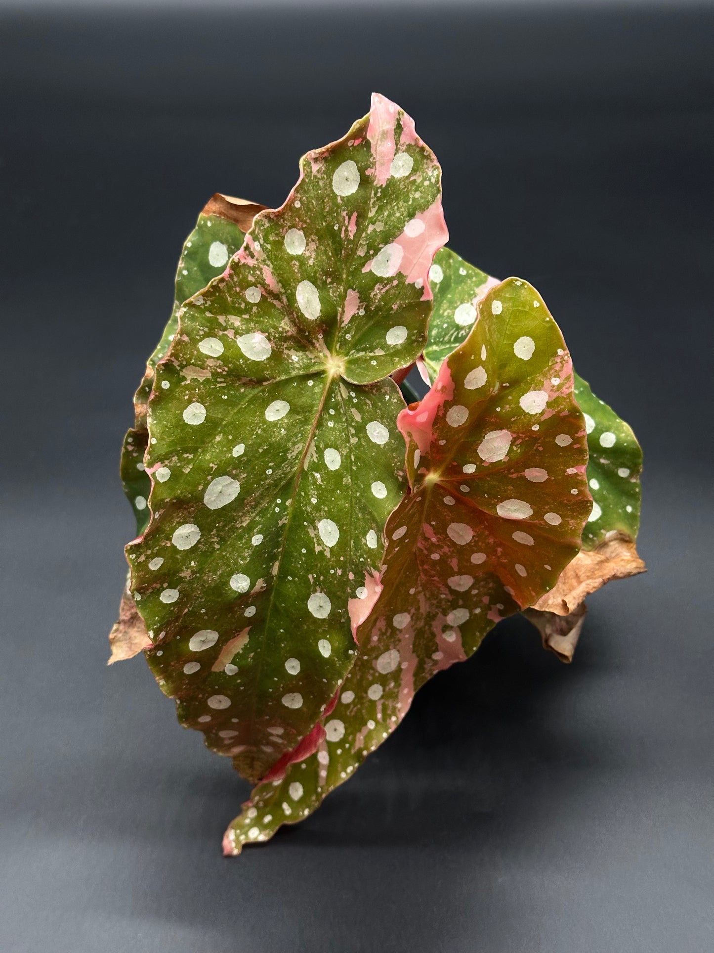 Begonia Maculata Pink Variegated (417W07) showing its characteristic spotted leaves, close-up view highlighting its unique leaf pattern and texture, rooted in a small pot.
