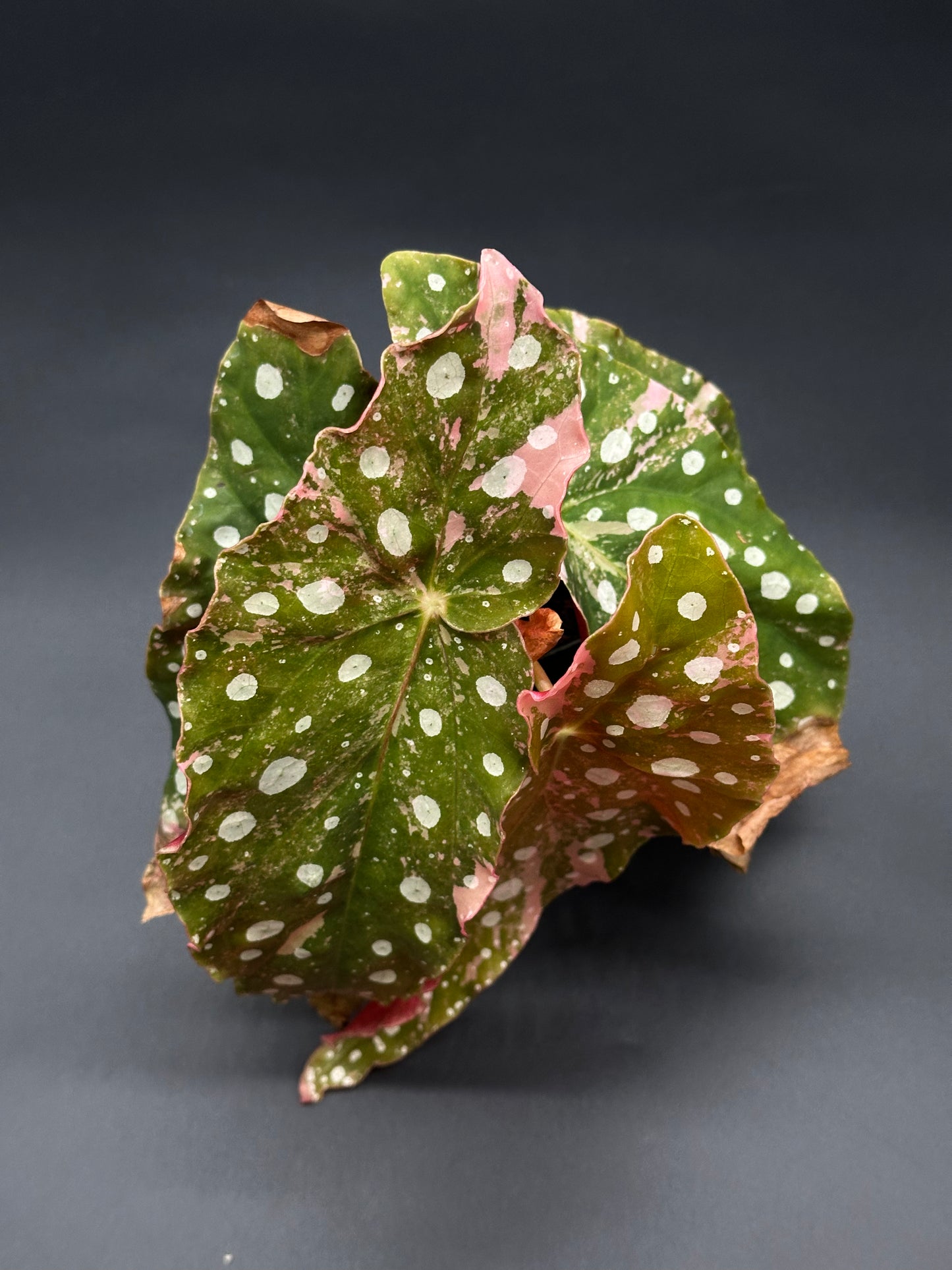 Begonia Maculata Pink Variegated (417W07) with distinct white-dotted green and pink leaves, fully rooted in a small pot, ideal for exotic plant enthusiasts.