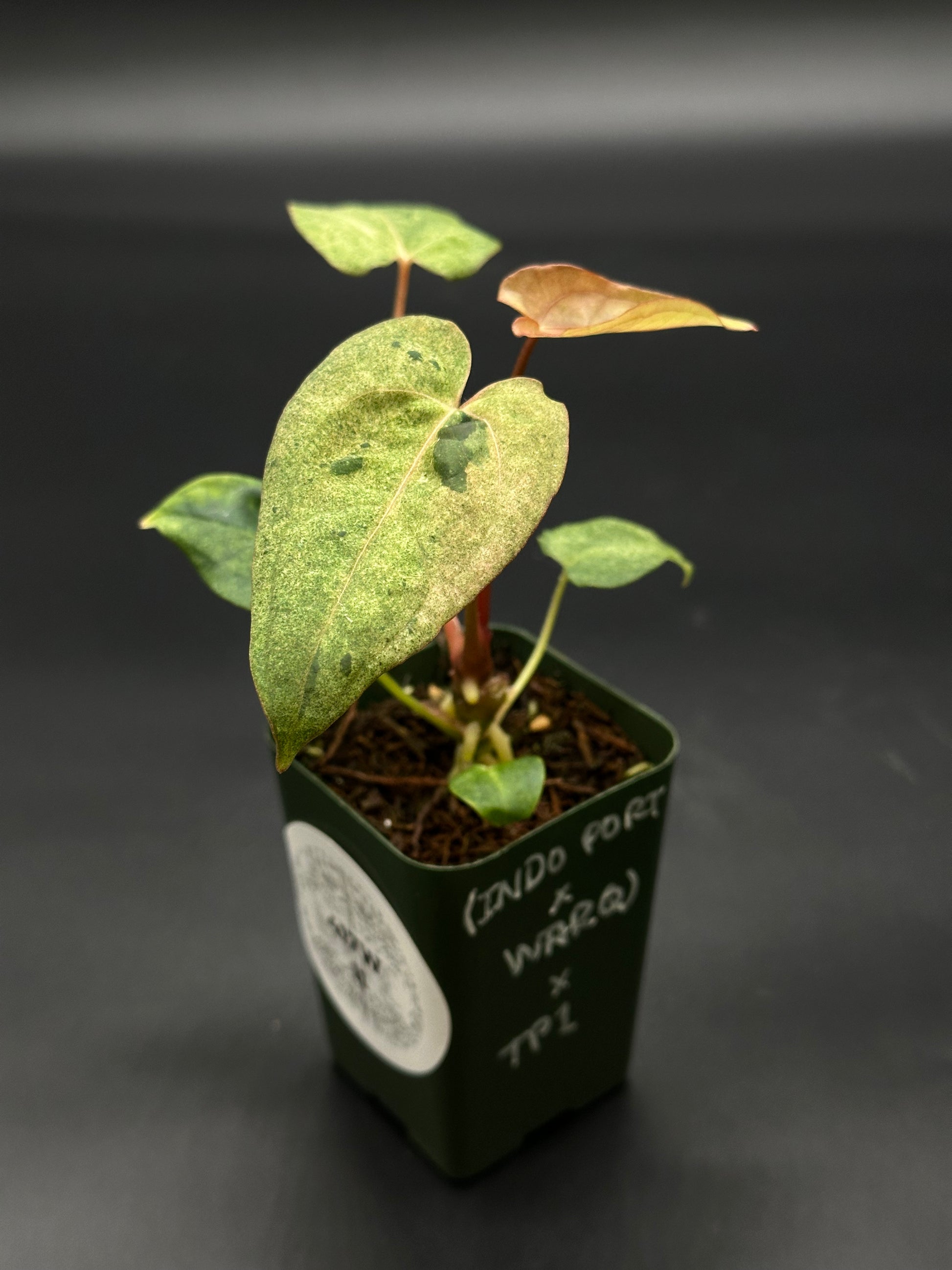 anthurium black jack Anthurium (Portillae x Warocqueanum) x Papillilaminum 'Thai' (417W11)