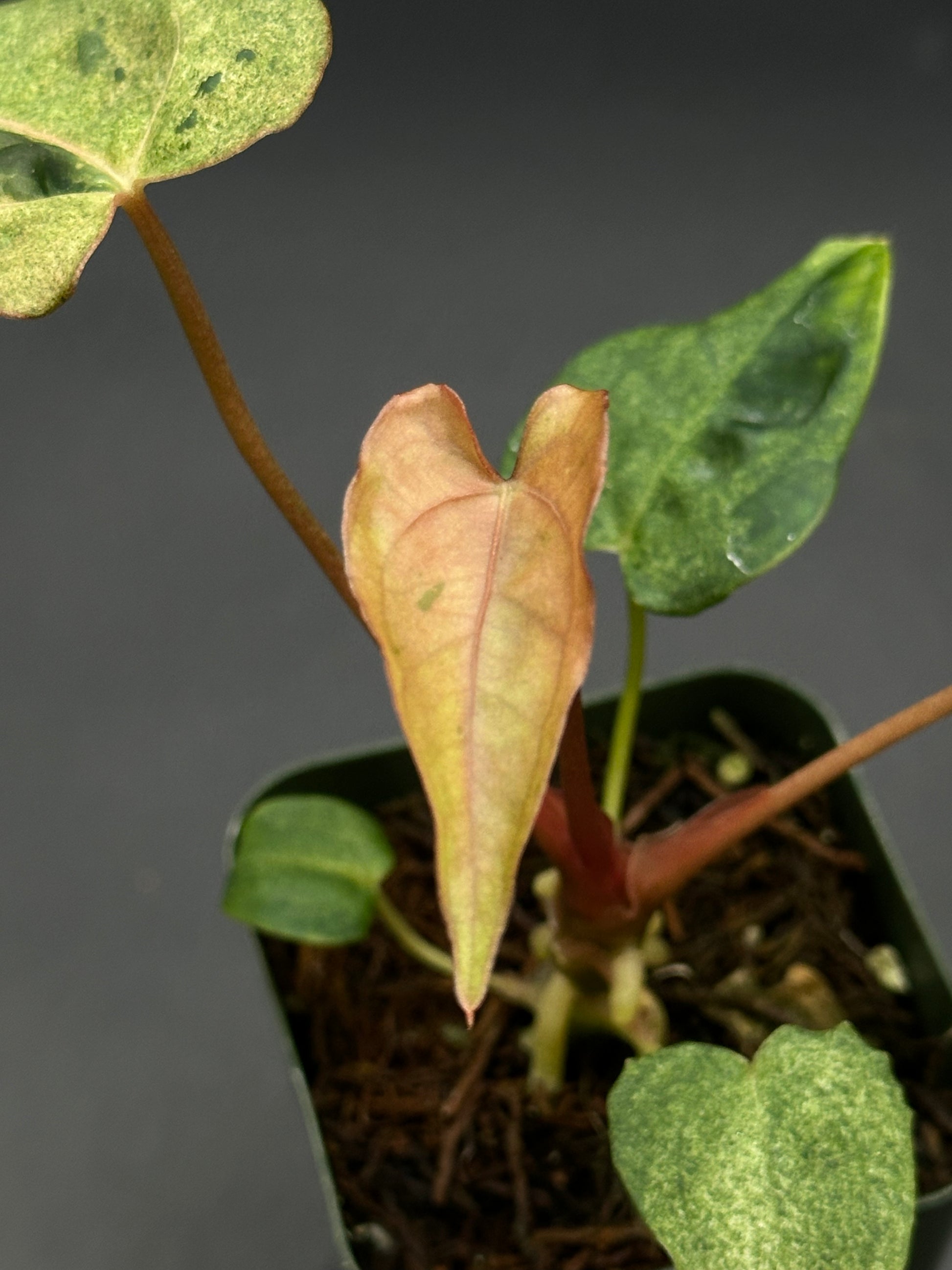 anthurium pallidiflorum x warocqueanum Anthurium (Portillae x Warocqueanum) x Papillilaminum 'Thai' (417W11) – Next World Exotics