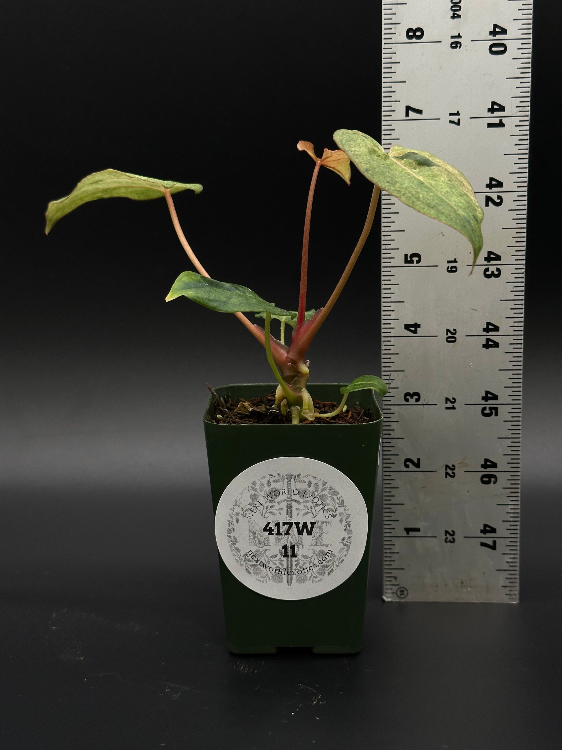 anthurium portillae Anthurium (Portillae x Warocqueanum) x Papillilaminum 'Thai' (417W11) – Next World Exotics