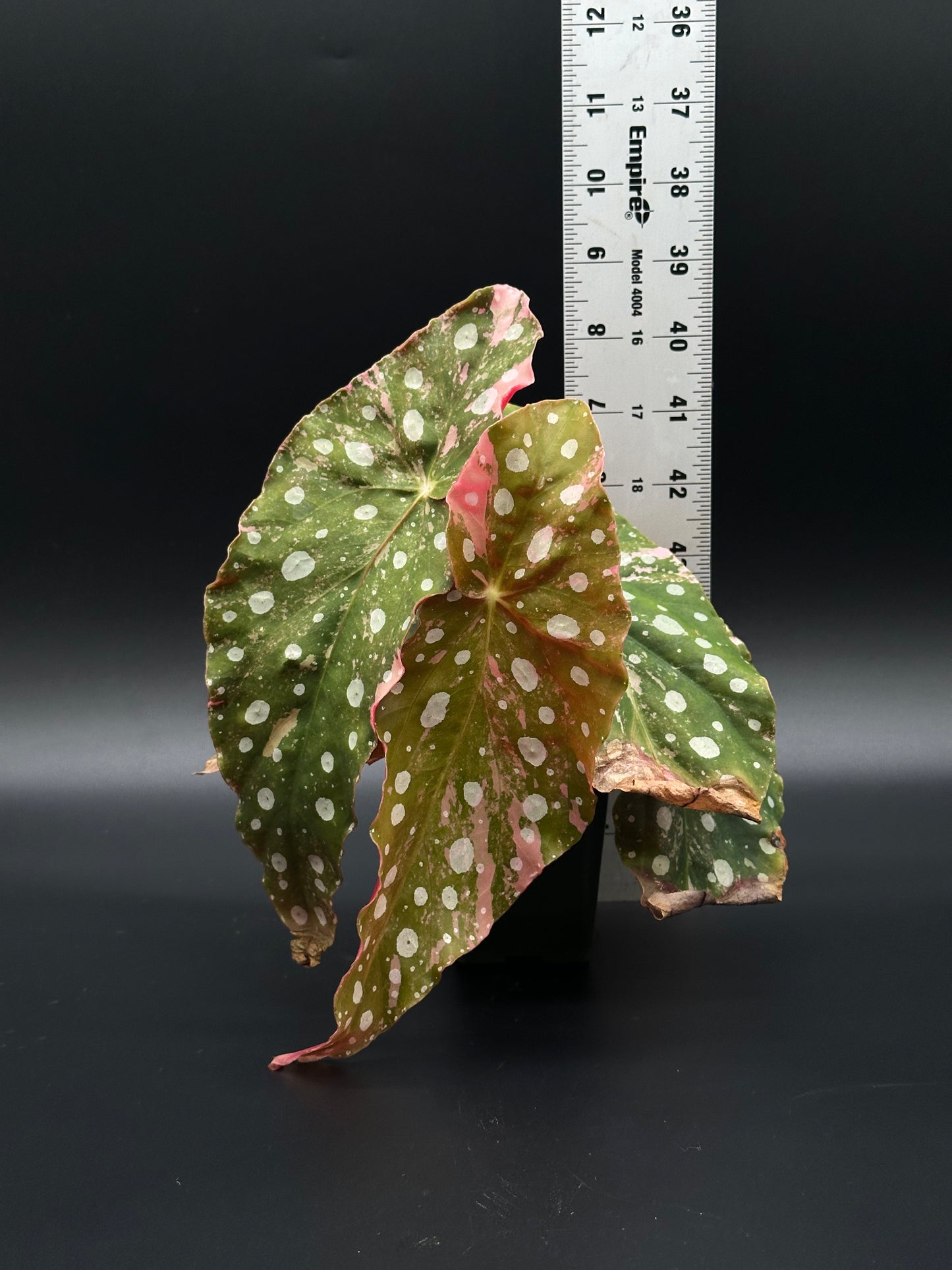 Begonia Maculata Pink Variegated (417W07) with distinctive pink and green leaves, white spots, and a ruler for scale, rooted in a 2.25-inch pot.
