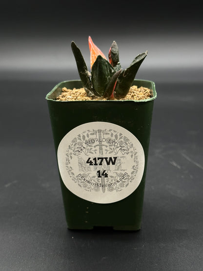 Ariocarpus Retusus Variegated (417W14) in a 2.5-inch green pot, showcasing star-shaped tubercles with a white label attached.