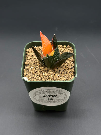 Ariocarpus Retusus Variegated (417W14) in a small pot, featuring star-shaped tubercles and a red flower, showcasing its distinct variegation.