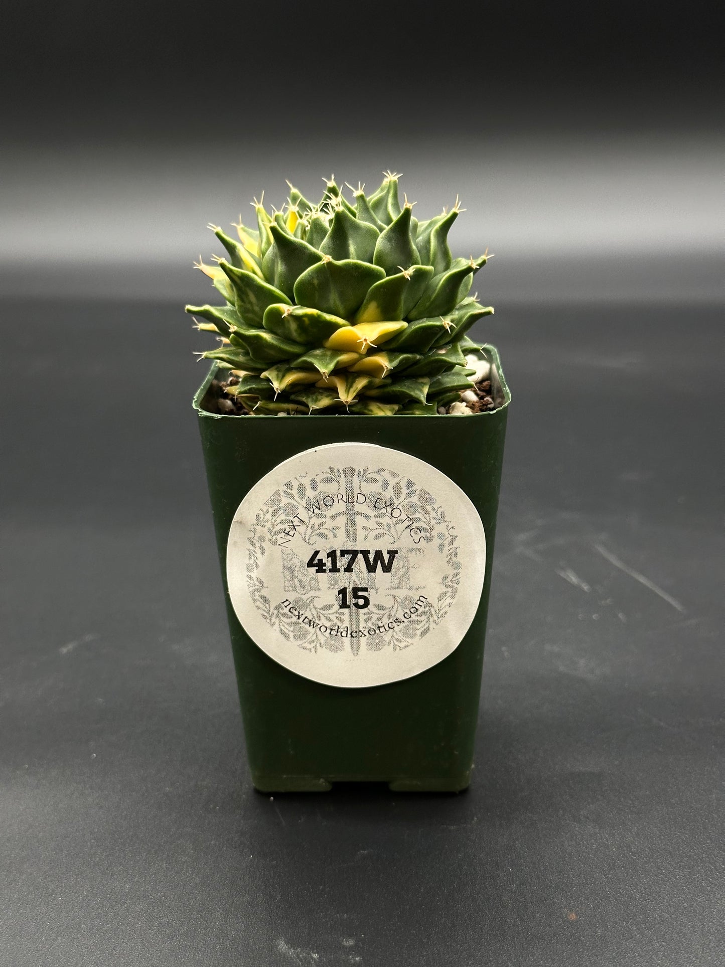 Obregonia Denegrii Variegated (417W15) in a small pot, showcasing its unique variegated pattern, ideal for collectors and plant enthusiasts from Next World Exotics.