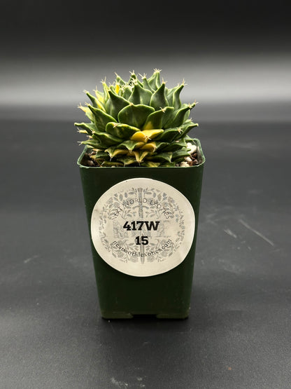 Obregonia Denegrii Variegated (417W15) in a small pot, showcasing its unique variegated pattern, ideal for collectors and plant enthusiasts from Next World Exotics.