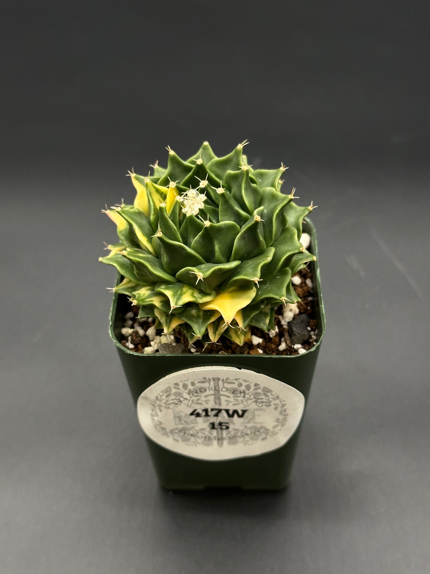 Obregonia Denegrii Variegated (417W15) in a 2.25-inch pot, showcasing its unique variegated pattern, ideal for exotic houseplant enthusiasts.