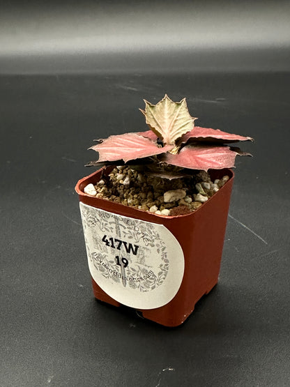 Euphorbia Francoisii 'Generation 3' Red in a small pot, showcasing its unique maple-leaf shaped foliage with a visible label on the planter.