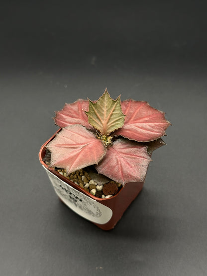 Euphorbia Francoisii 'Generation 3' Red in a 2-inch pot, showcasing maple-leaf shaped foliage with vibrant, lanceolate leaves.