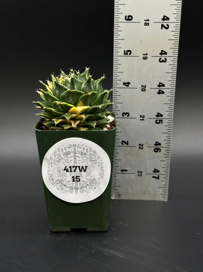 Obregonia Denegrii Variegated in a 2.25-inch pot, situated beside a measuring ruler, showcasing its compact size and intricate leaf pattern.