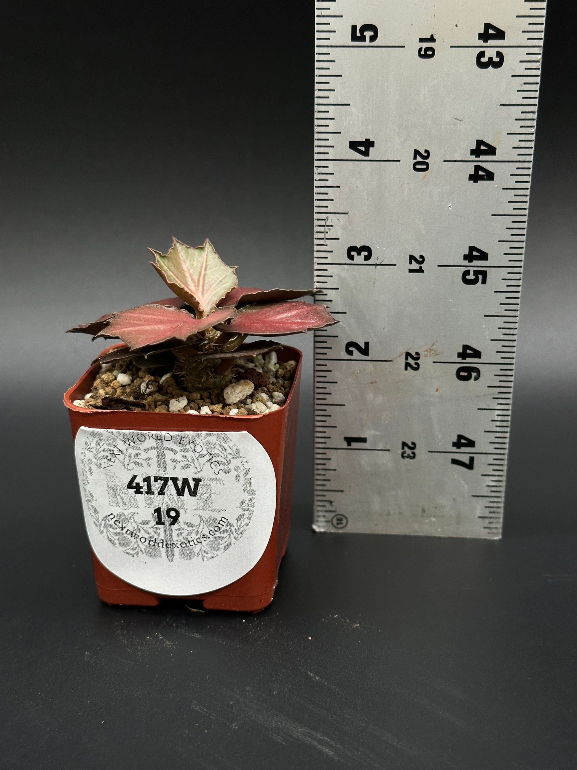 Euphorbia Francoisii 'Generation 3' Red in a 2-inch pot, next to a ruler, showcasing its maple-leaf shaped foliage and compact growth.